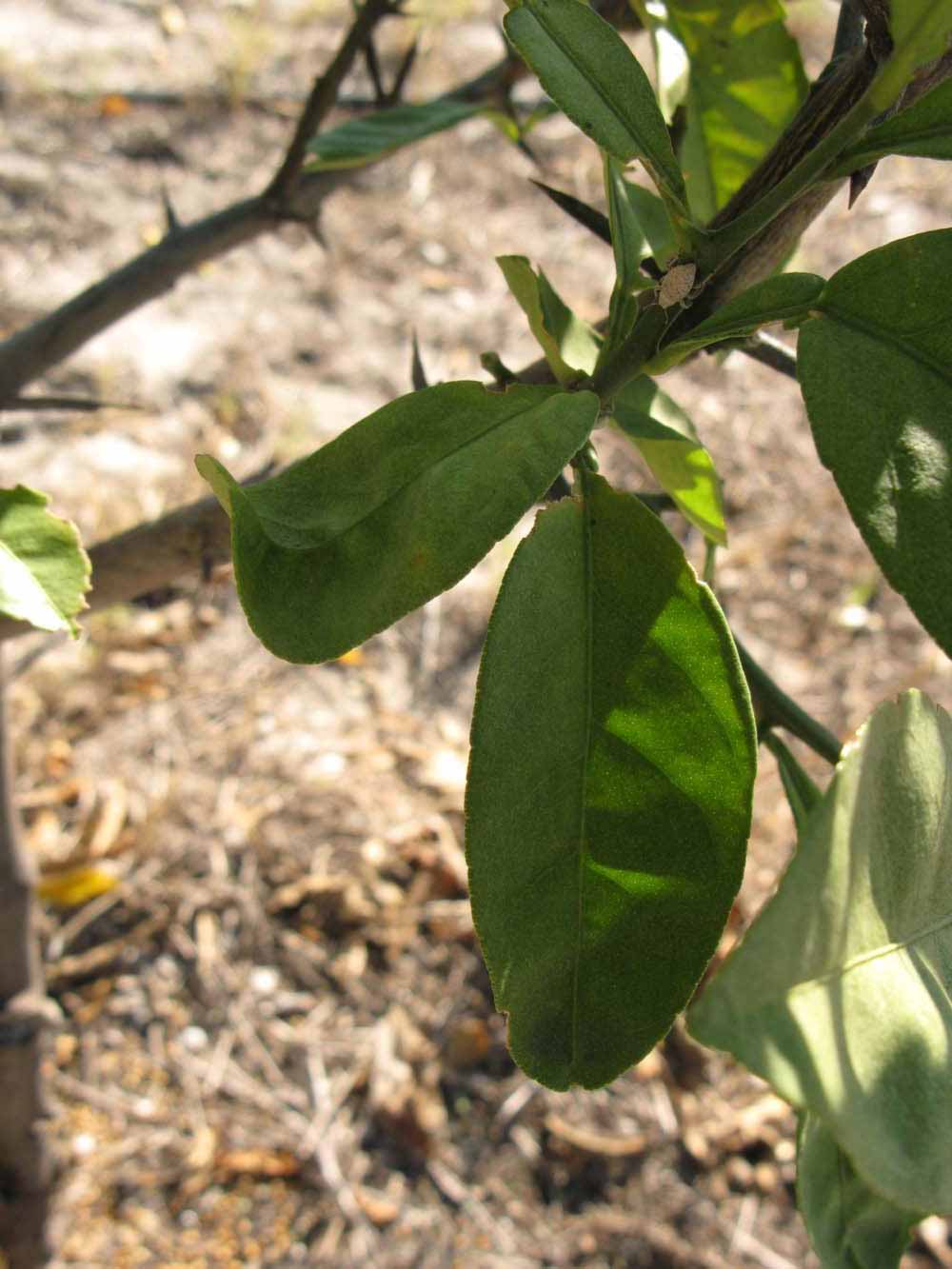           Shade leaves (Winter Haven, FL)   